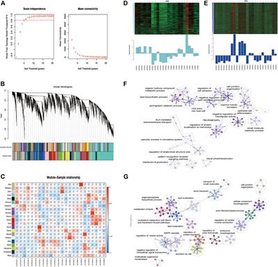 Transcriptomic Analysis Reveals Endometrial Dynamics in Normoweight and Overweight/Obese Polycystic Ovary Syndrome Women